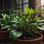 Plants - Introduction to the Wonders of Botany Plants - Introduction to the Wonders of Botany