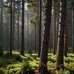 Coniferous Forests - Majestic Realm of Evergreen Giants Coniferous Forests - Majestic Realm of Evergreen Giants