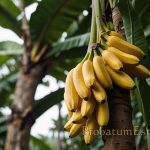 Do Bananas Grow on Trees? Do Bananas Grow on Trees
