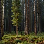 Mixed Forests - Nature's Blend of Deciduous and Coniferous Trees Mixed Forests - Nature's Blend of Deciduous and Coniferous Trees