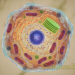 Eukaryotic Cells - A Comprehensive Exploration Eukaryotic Cells - A Comprehensive Exploration