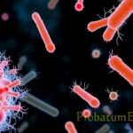 Are Bacteria Prokaryotic or Eukaryotic? Are Bacteria Prokaryotic or Eukaryotic